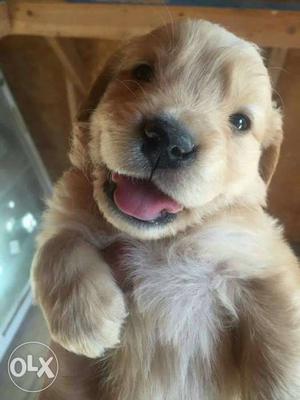Golden retrivor puppies pure breed With kci and