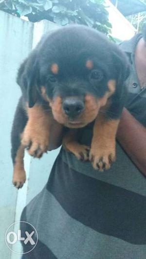 Good quality ch. lineage rottweiler puppy for
