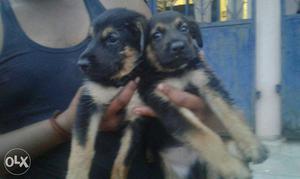 Gsd pair available
