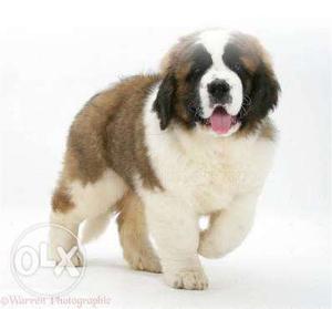 Healthy saint Bernard puppies available for sell