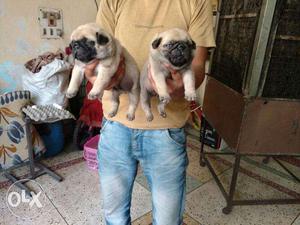 Heaviest pug puppies available as never seen