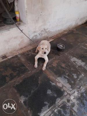 Heavy bone labrador female 6 months old with