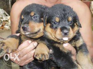 Heavy rott weiler puppys for sale