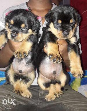 Heavy rottweiler puppies available for sell