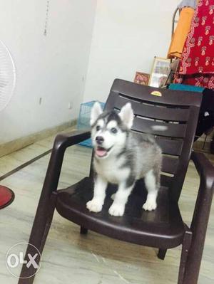 Husky puppies available for your loving homes