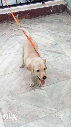 I have 3 month old healthy muscular Labrador