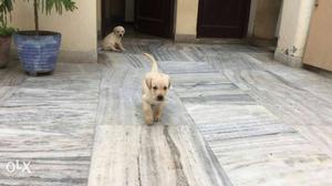 I want to buy labra male puppy in  If any one