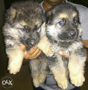 I want to sell German shepherd Long-coated Puppies available
