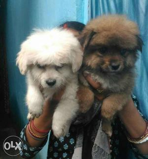 I want to sell Lhasa Puppies available