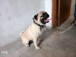 I want to sell my Pug dog very active, potty trained, play