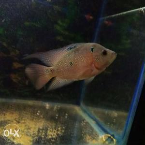 IT is a good quality flowerhorn fish in low price