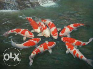 Japanese Koi Fish (nishigikoi) red and white