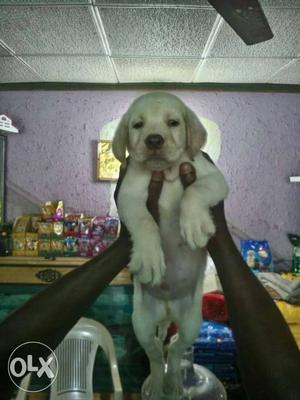 KCI registered Labrador male and female puppies