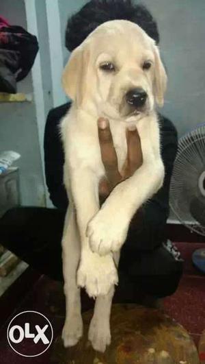 Kci registered Labrador puppies available