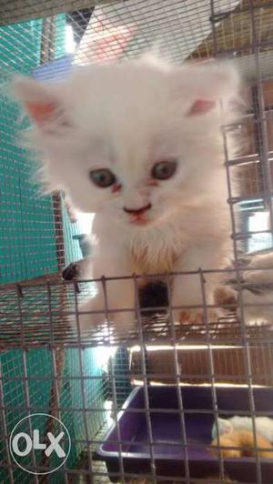 Kitten for sale 47days old blue eyes urgently