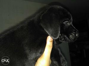 Lab black female puppy heavy bone 40days old
