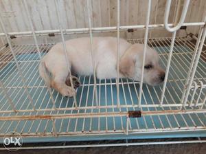 Lab male puppy for sale