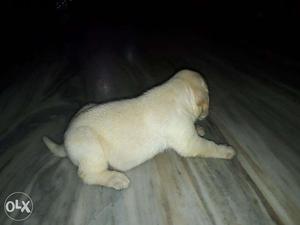 Labrador Male Puppies For Sale