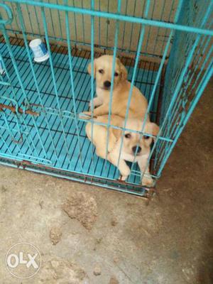 Labrador Puppies available for sell