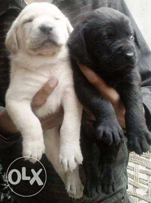 Labrador Retriever Puppies avilable heavy puppys