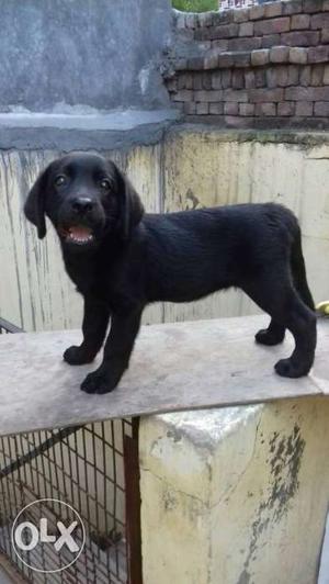 Labrador female Puppy 2 month for sale