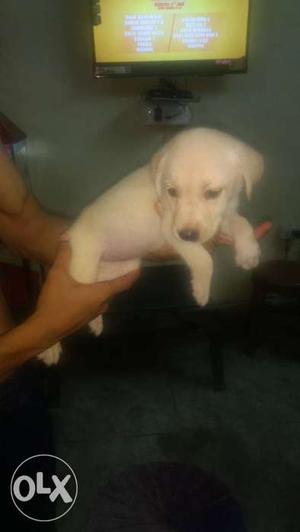 Labrador golden female available for sale