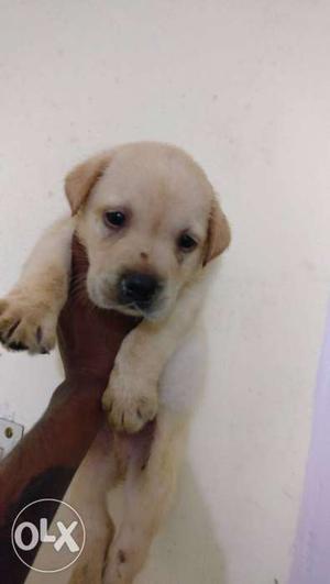 Labrador punch head show line puppies available