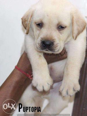 Labrador puppy / dog for sale find a friend in dogs