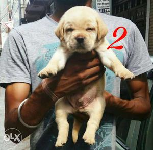 Labrador show quality puppy for sale