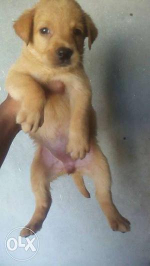 Labrador superb quality breed little pup's all breeds