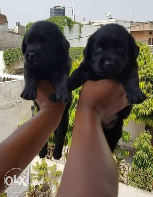Labrador's black colourd coat puppies available
