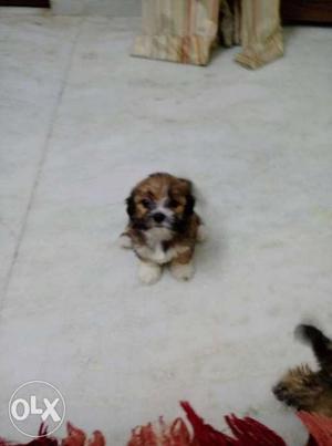 Lhasa apso female puppy very beautiful n cute