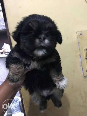 Lhasa apso female very active and friendly 1