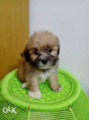 Lhasa apso male puppy veryy cute n handsome...