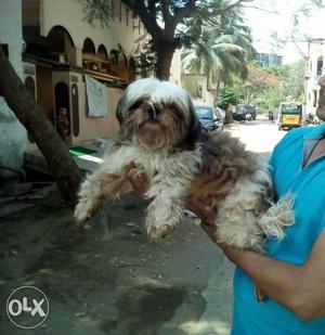 Ligampally lo Shih-Tzu Male Available For crossing