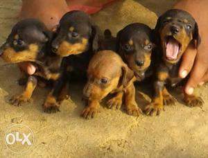 Litter Of Black-and-fawn Puppies
