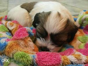 Long coat, female Lhasa Apso. 2 months 15 days old.