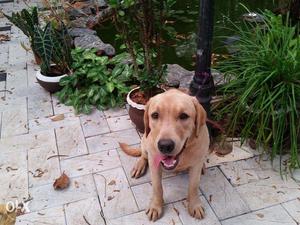 Male Labrador quality breed 8months - Vaccines UptoDate-near