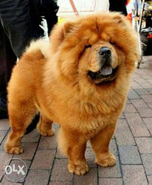 Male chow chow with kci certified for sale