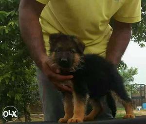 Male gsd puppy good quality