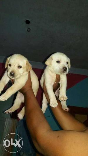 Male n female both available