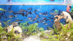 Mosco blue and red tail guppy- 10nos-150/-only