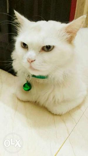 Only for Mating,pure breed Persian male cat