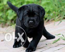 Osm dog Labrador puppies for sale