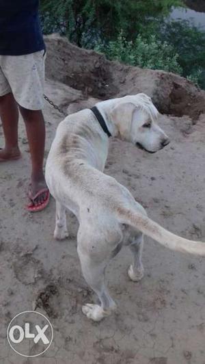 Pakistanibully 100% pure in white colour