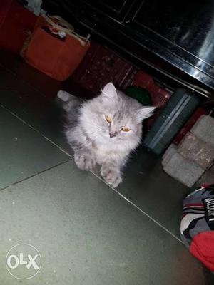 Persian cat. fully vacinated. female. 1 and