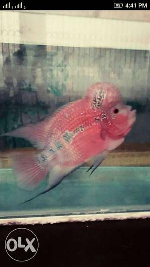 Pink Flowerhorn Fish Screenshot