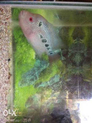 Pink, Grey, And Black Flowerhorn Cichlid