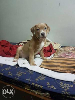 Pitbull female available w