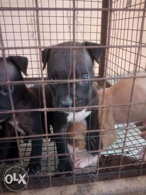 Pitbull good quality for sale